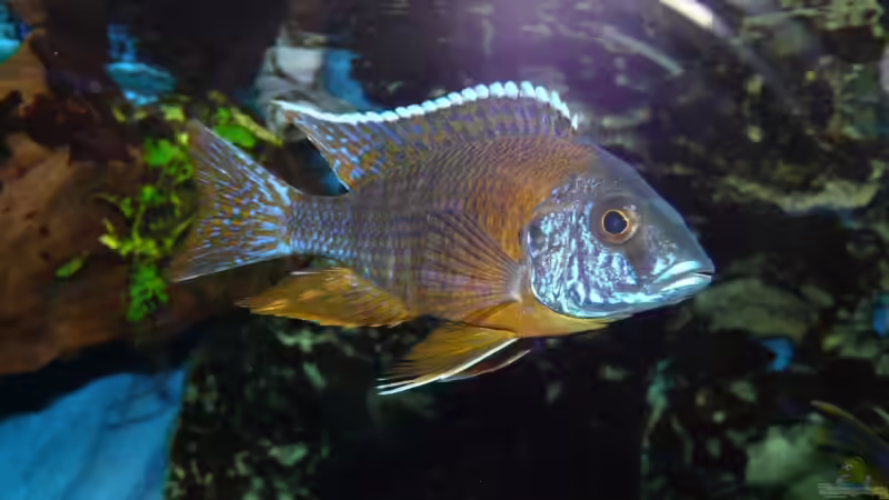 Besatz im Aquarium Becken 11876 von Andreas Gorr (11)