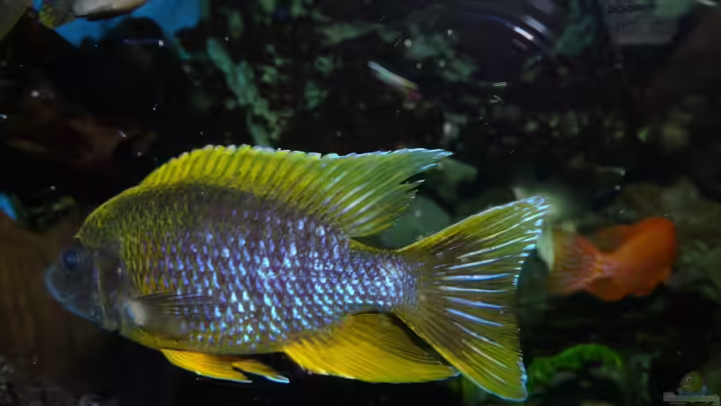 Besatz im Aquarium Becken 11876 von Andreas Gorr (12)