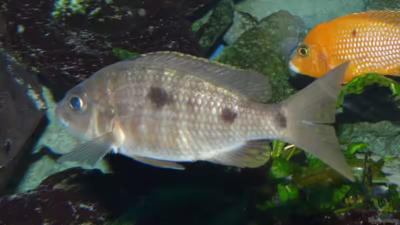 Besatz im Aquarium Becken 11876 von Andreas Gorr (14)