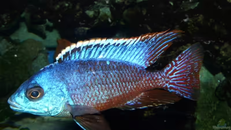 Besatz im Aquarium Becken 11876 von Andreas Gorr (17)