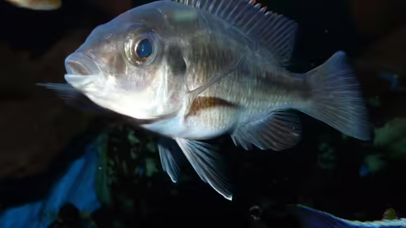 Besatz im Aquarium Becken 11876 von Andreas Gorr (18)