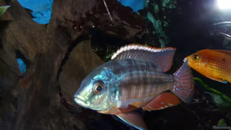 Besatz im Aquarium Becken 11876 von Andreas Gorr (19)