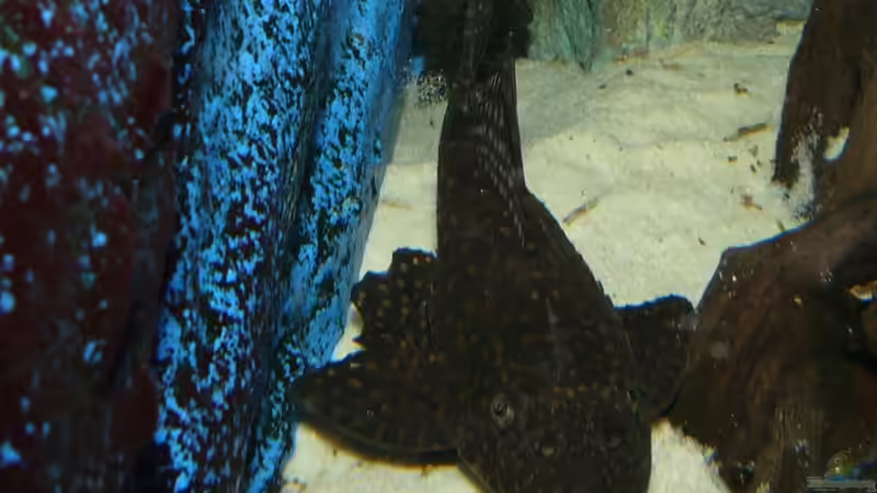 Besatz im Aquarium Becken 11876 von Andreas Gorr (22)