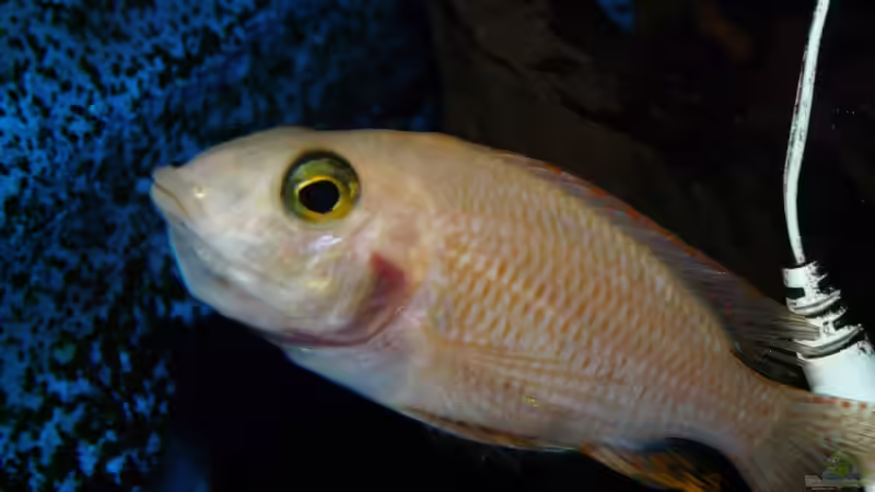 Besatz im Aquarium Becken 11876 von Andreas Gorr (23)