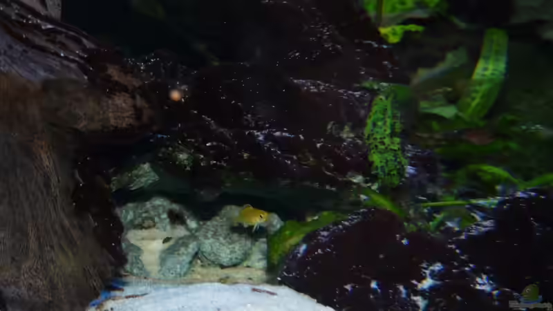 Besatz im Aquarium Becken 11876 von Andreas Gorr (24)