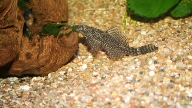 Besatz im Aquarium Becken 11877 von Legolas_84 (3)