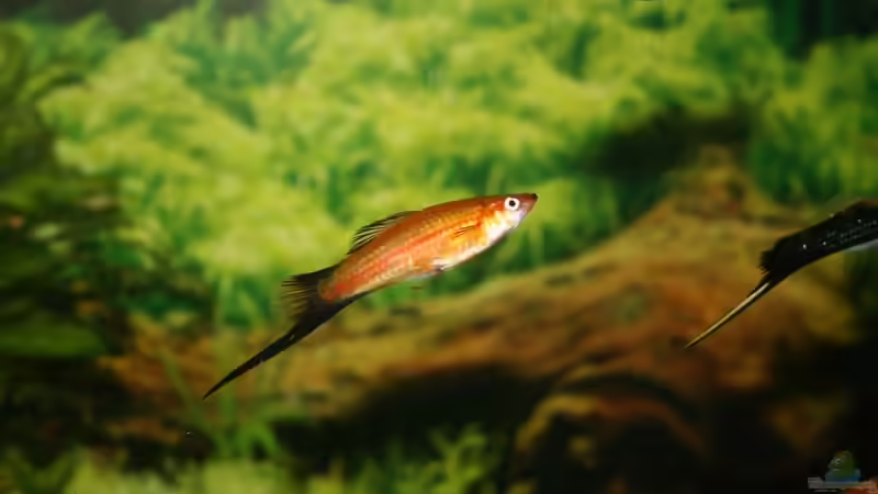 Besatz im Aquarium Becken 11877 von Legolas_84 (4)