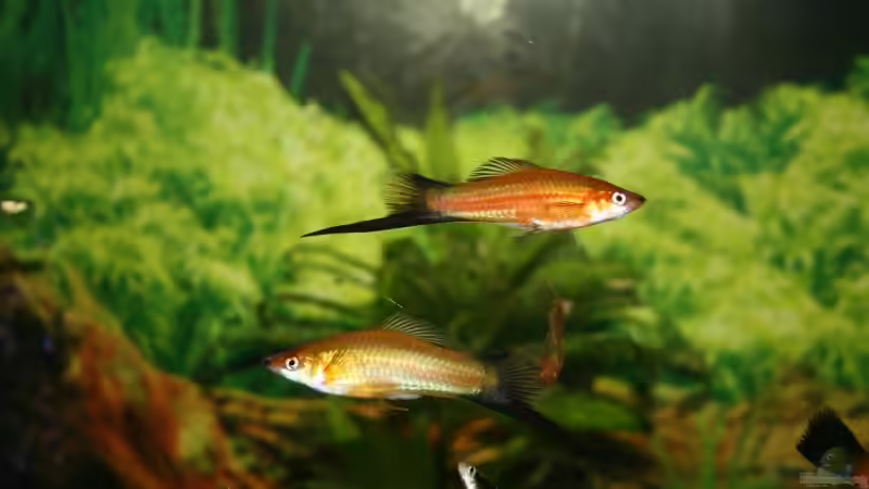 Besatz im Aquarium Becken 11877 von Legolas_84 (5)