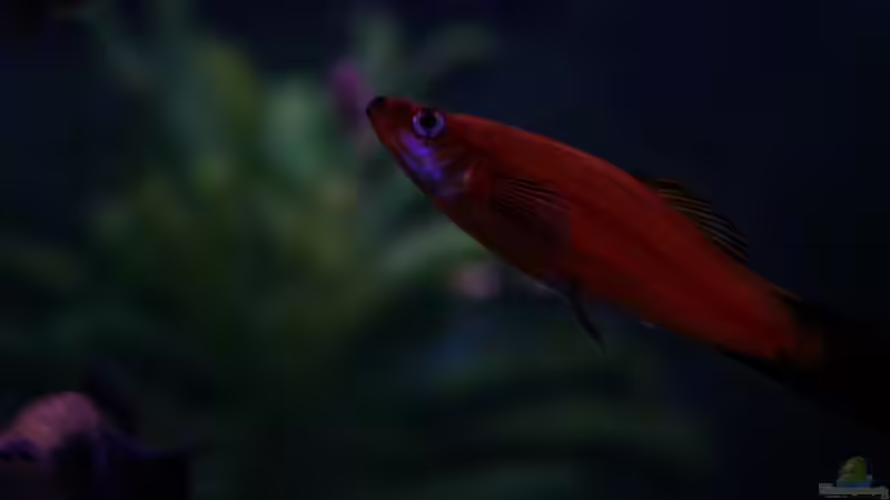 Besatz im Aquarium Becken 11877 von Legolas_84 (6)