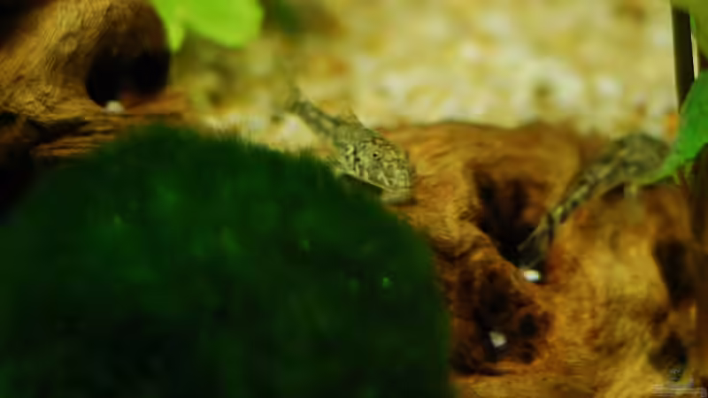 Besatz im Aquarium Becken 11888 von auecheck (13)