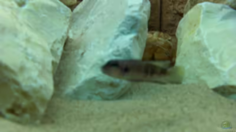 Besatz im Aquarium Becken 11895 von rhinshev (7)