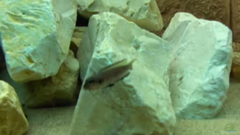 Besatz im Aquarium Becken 11895 von rhinshev (8)