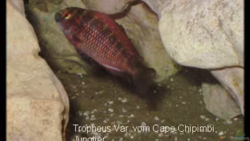 Besatz im Aquarium Becken 119 von Dirk Wolters (10)