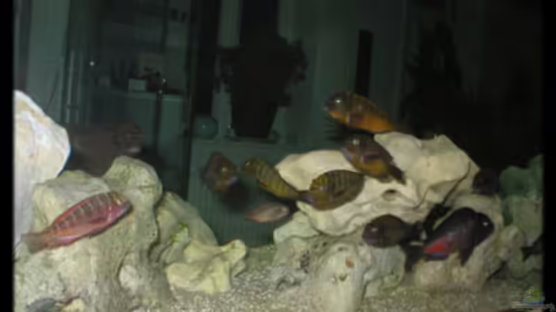 Besatz im Aquarium Becken 119 von Dirk Wolters (11)