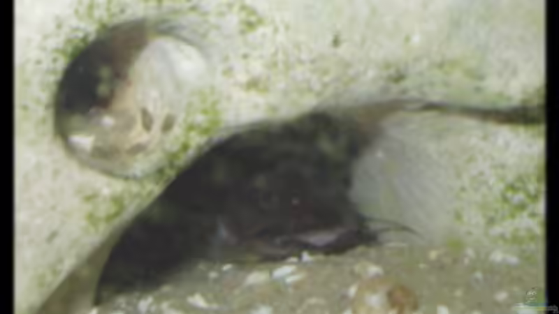 Besatz im Aquarium Becken 119 von Dirk Wolters (12)