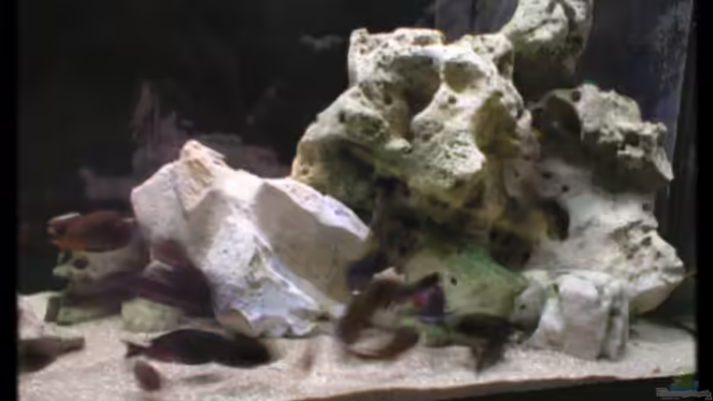 Besatz im Aquarium Becken 119 von Dirk Wolters (6)