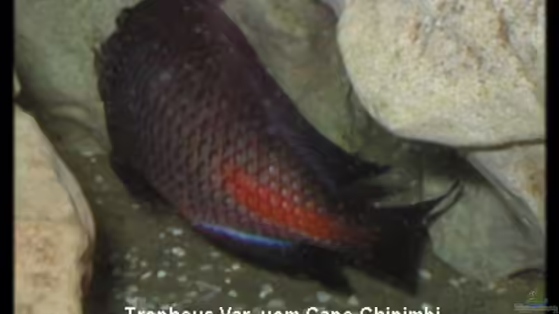 Besatz im Aquarium Becken 119 von Dirk Wolters (9)