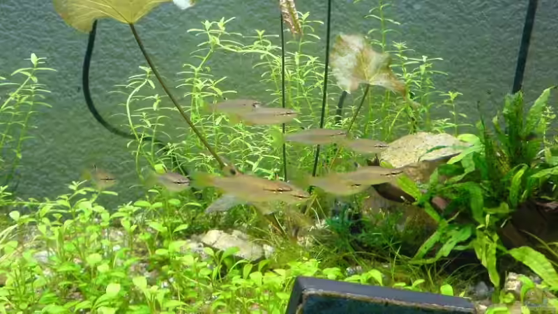 Besatz im Aquarium Becken 11905 von Christoph H. (12) (13)