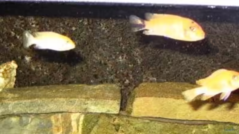 Besatz im Aquarium Becken 11922 von nici (7)