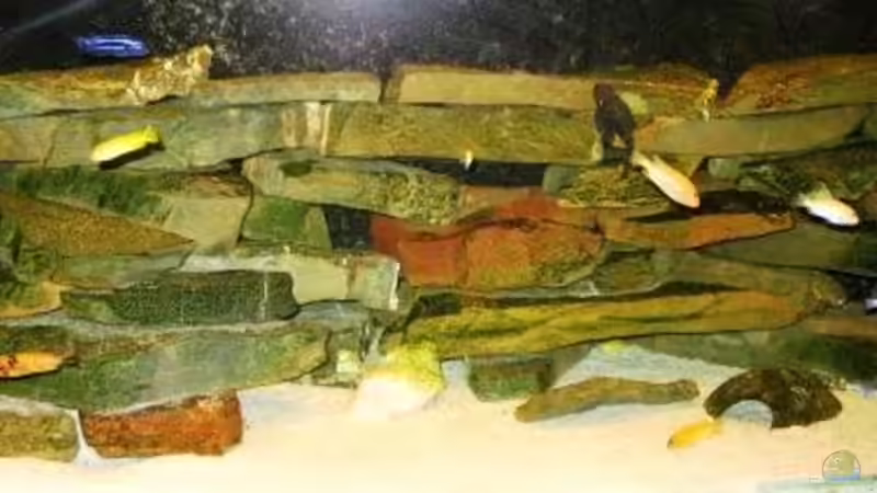 Besatz im Aquarium Becken 11922 von nici (8)