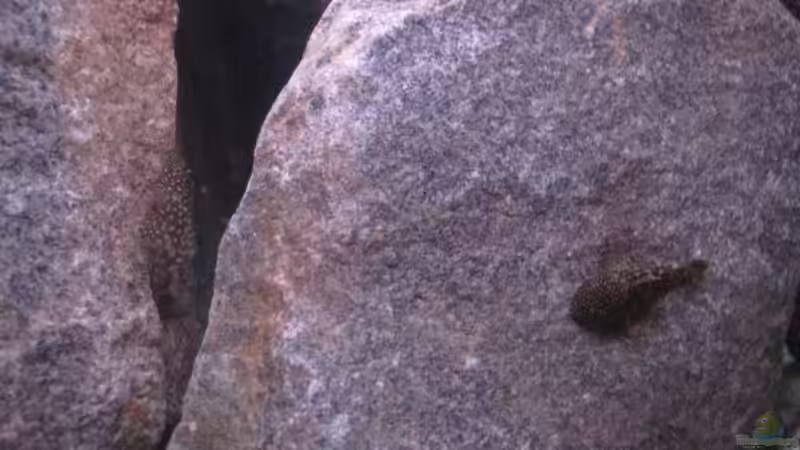 Besatz im Aquarium Becken 11924 von Morrow (10)