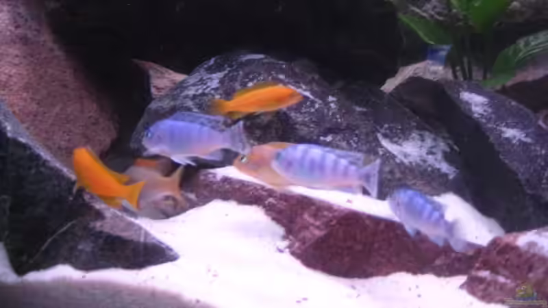 Besatz im Aquarium Becken 11924 von Morrow (7)