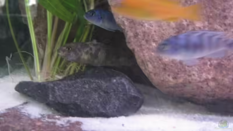 Besatz im Aquarium Becken 11924 von Morrow (9)