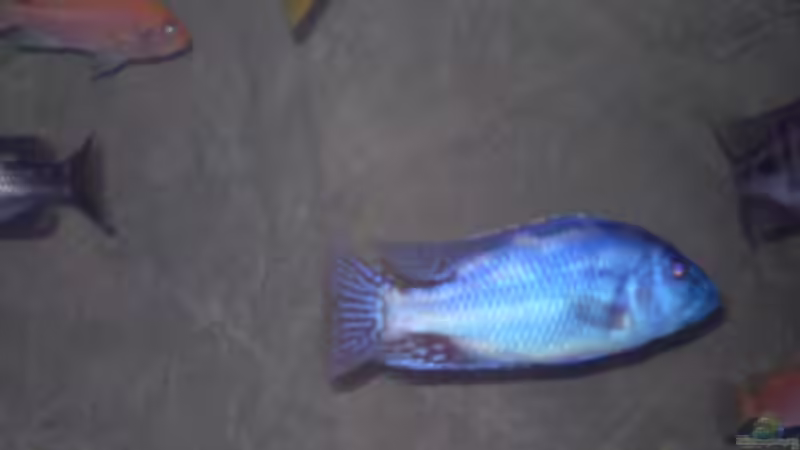 Besatz im Aquarium Becken 11932 von Daniel Schneider (4)