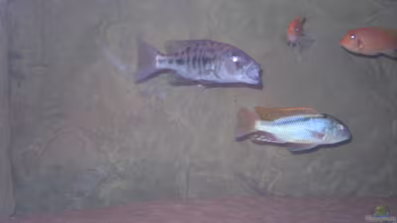 Besatz im Aquarium Becken 11932 von Daniel Schneider (7)