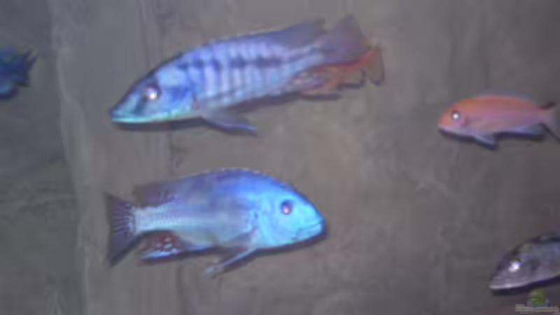 Besatz im Aquarium Becken 11932 von Daniel Schneider (8)