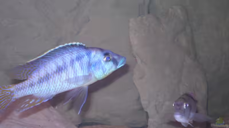 Besatz im Aquarium Becken 11932 von Daniel Schneider (9)