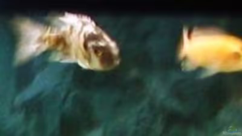 Besatz im Aquarium Becken 11936 von nici (6)