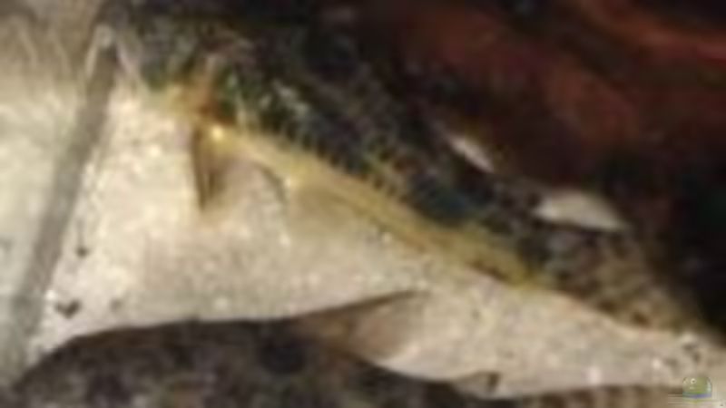 Besatz im Aquarium Becken 11937 von nici (5)