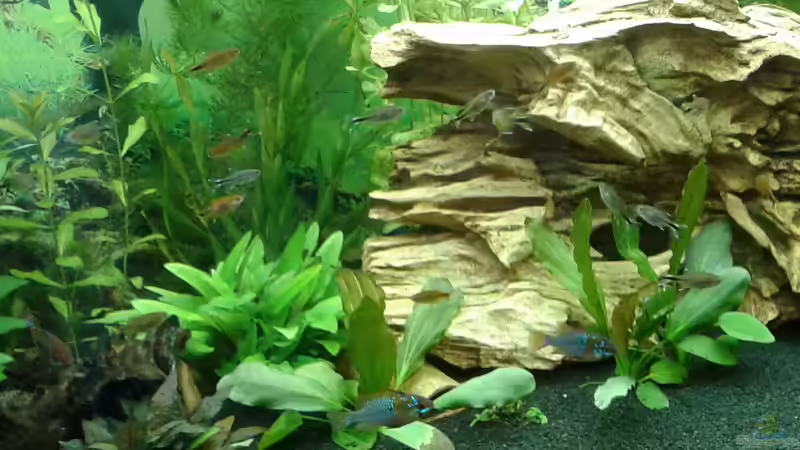 Besatz im Aquarium Becken 1194 von Onkel-Tom (9)