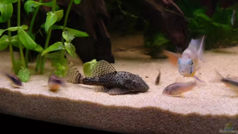 Besatz im Aquarium Becken 11953 von WSS (25)