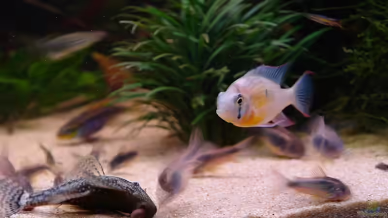 Besatz im Aquarium Becken 11953 von WSS (26)