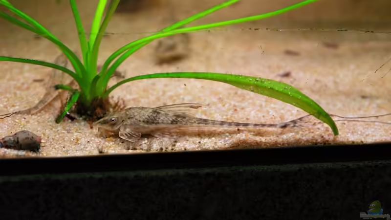 Besatz im Aquarium Becken 11953 von WSS (30)