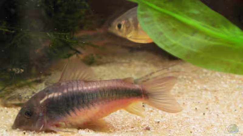 Besatz im Aquarium Becken 11953 von WSS (31)