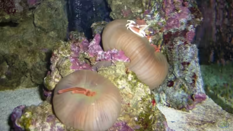 Besatz im Aquarium Becken 11957 von Kadijah (10)