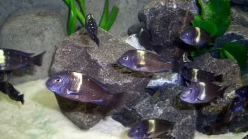 Besatz im Aquarium Becken 1196 von Sandro Di Giandomenico (12)