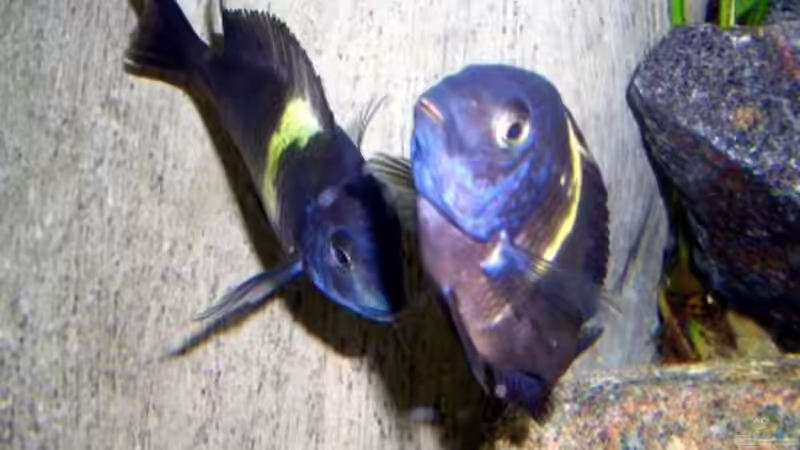 Besatz im Aquarium Becken 1196 von Sandro Di Giandomenico (13)