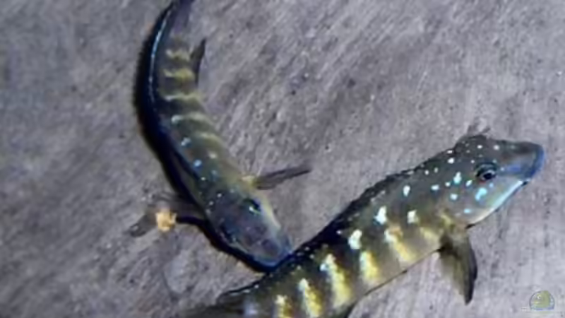 Besatz im Aquarium Becken 1196 von Sandro Di Giandomenico (14)