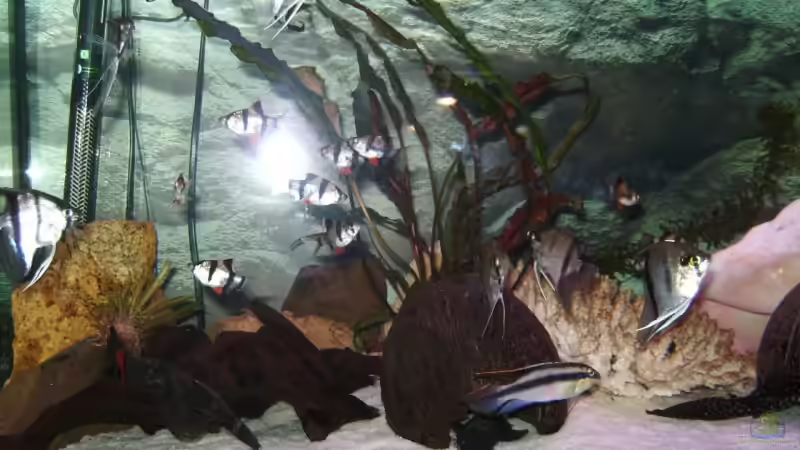 Besatz im Aquarium Becken 11966 von Marcydacy (5)