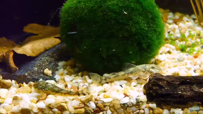 Besatz im Aquarium Becken 11982 von rupi99 (7)