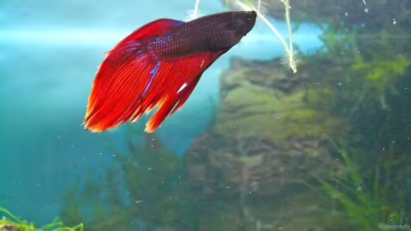 Besatz im Aquarium Becken 11982 von rupi99 (9)