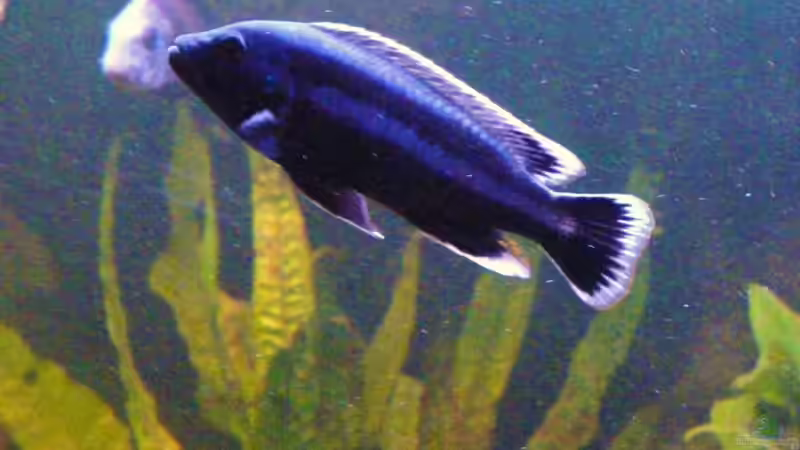 Besatz im Aquarium Becken 11993 von Jani (12)