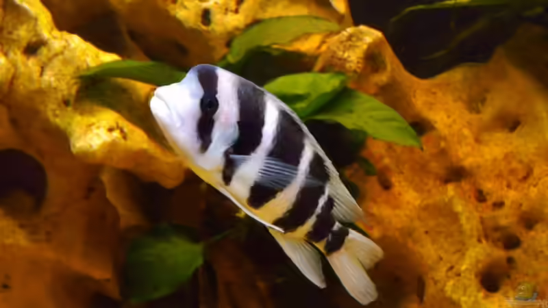 Besatz im Aquarium Becken 11993 von Jani (14)