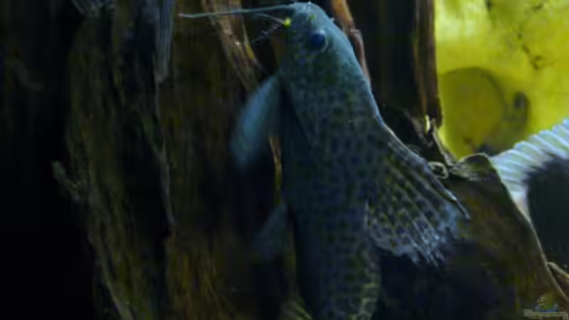 Besatz im Aquarium Becken 11993 von Jani (15)