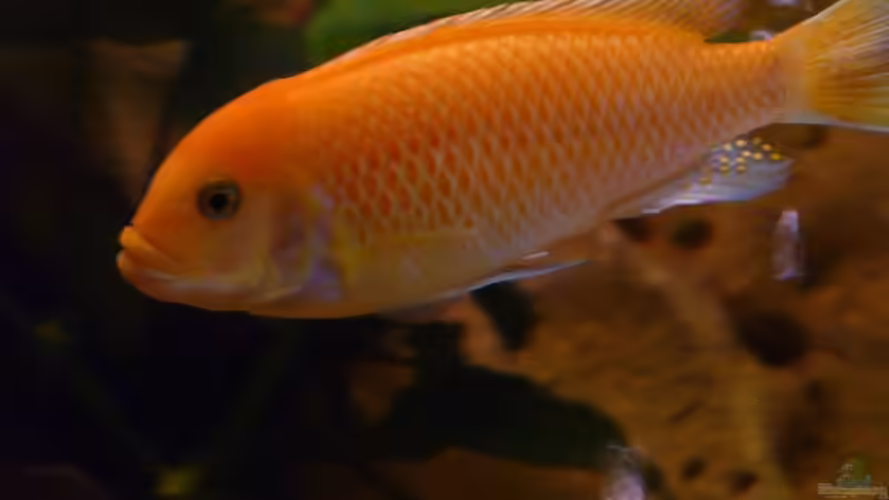 Besatz im Aquarium Becken 11993 von Jani (16)