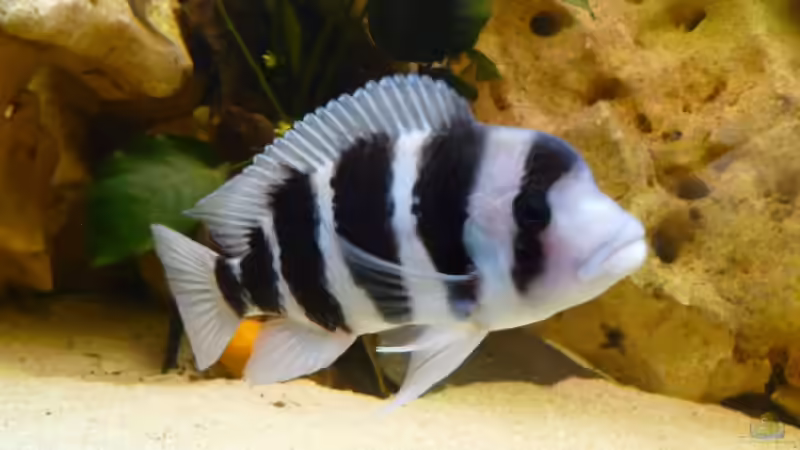 Besatz im Aquarium Becken 11993 von Jani (6)